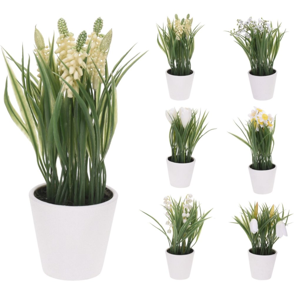 Nampook plant in pot 6 assorti