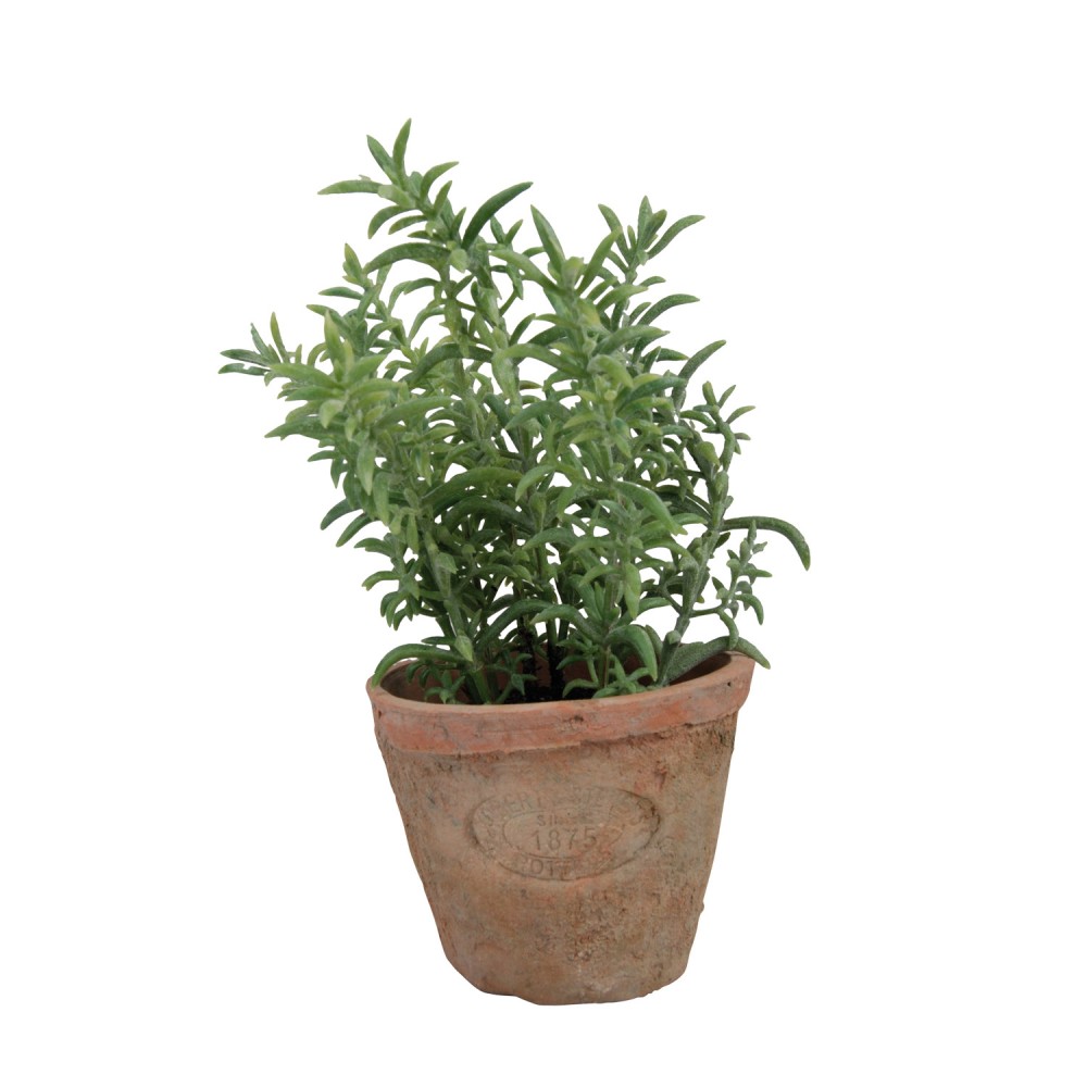Esschert Design thyme in aged terracotta pot