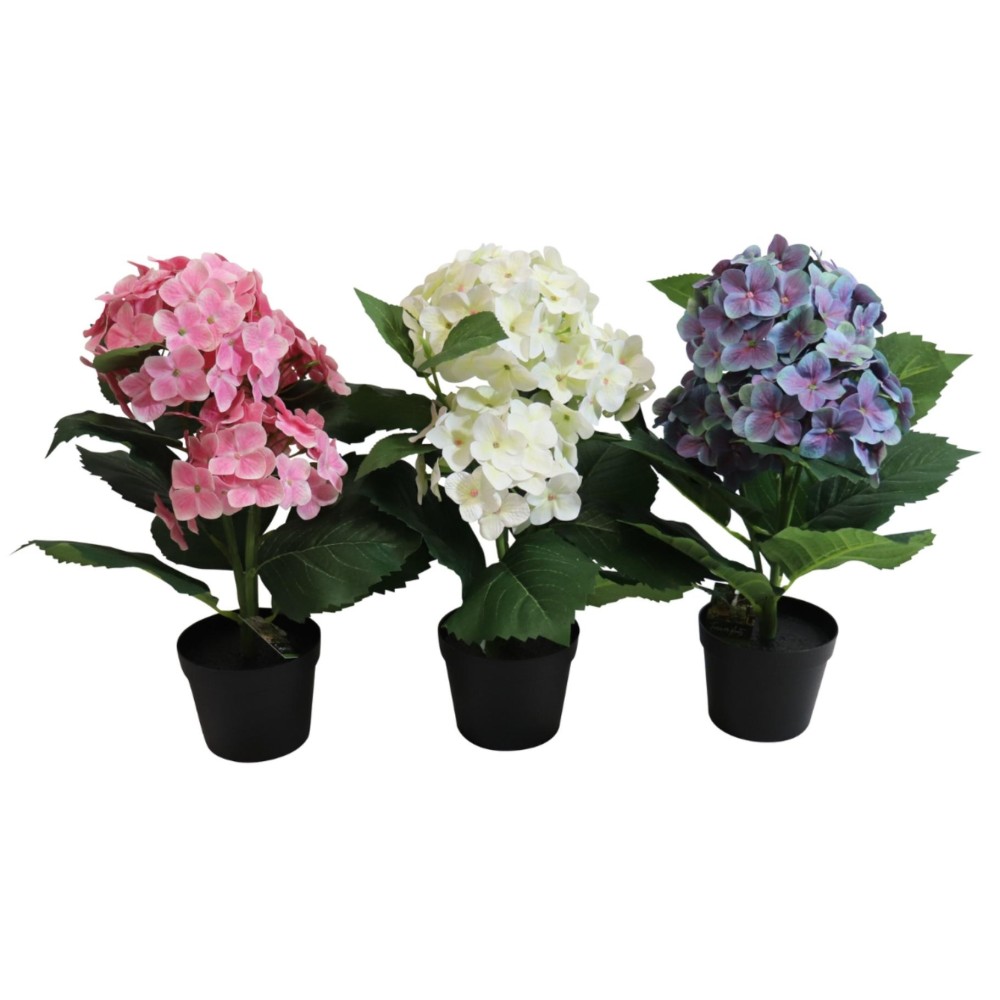 Hydrangea in pot 40 cm (range of random versions))