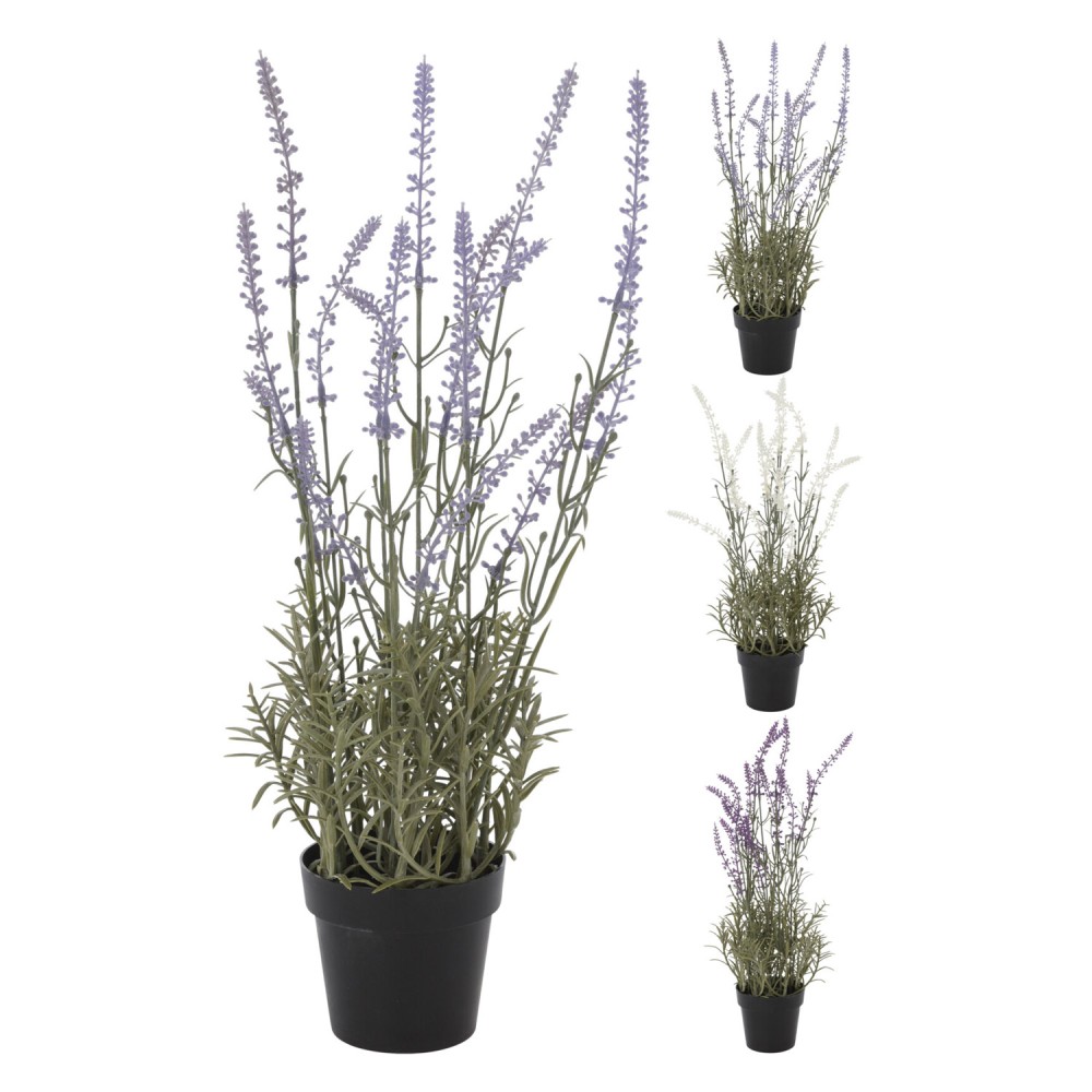 Lavender Plant in Pot 46 Cm assorti (range of random version))