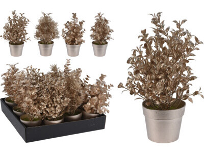 Plant in pot 22cm 4ass champag