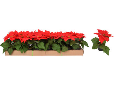 Christmas flower 19cm red 1 flower